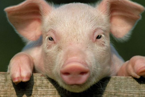 Cameron lay down dead pig: skandal w rządach brytyjskim